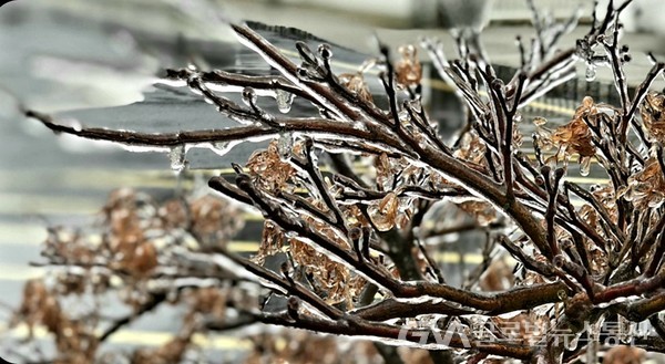 (사진 : Prinston.NJ거주, Dr. Helen Nam 제공)'프리징 레인Freezing Rain'이 빚은 '빙목氷木 - 어떻게 봐도 자연의 걸작이다 