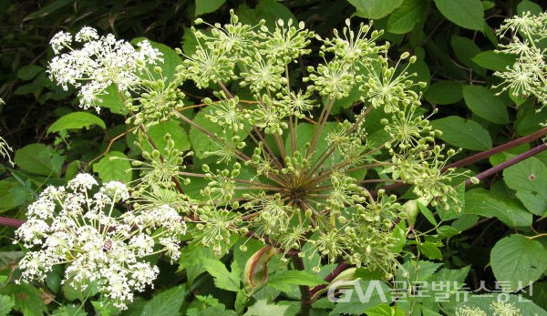 (사진:민속식물연구소) 약용식물 백지(白䇛), 일명 구릿대 꽃 모습