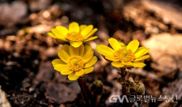 (사진: 김연묵사진작가) 대둔산 복수초의 봄맞이 풍경