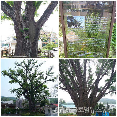 (사진: 종회) 왕림마을의 600년된 정승나무(은행나무)와 200년된 회화나무 모습