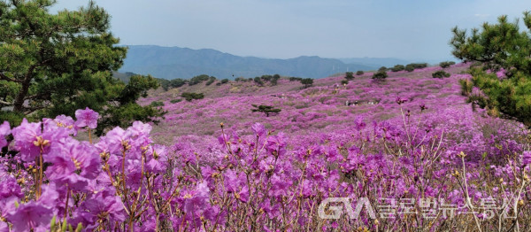 (사진 : 이욱재) 비슬산의 아름다운 참꽃(진달래) 축제 현장