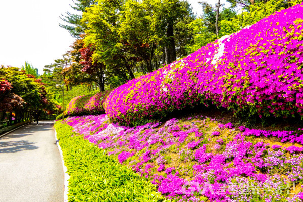 (사진 : 김연묵 사진작가) 청남대 경내의 아름다운 봄꽃 축제 모습
