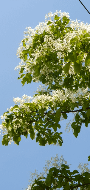 파랑하늘 아래 하늘거리는 하얀 '이팝나무 꽃'이 마냥 풍요로워 보인다.
