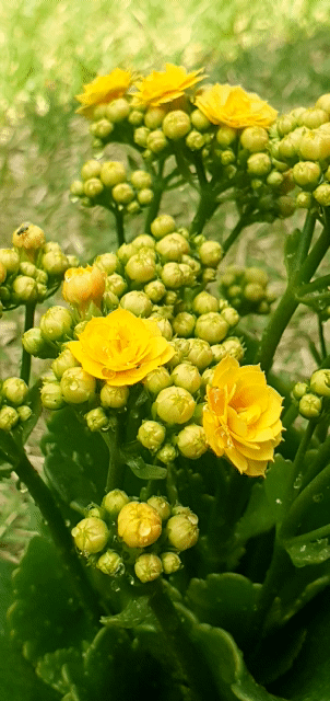 귀염둥이 '칼란디바' 꽃