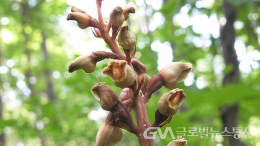 (사진:민속식물연구소) 약용식물 "천마"의 꽃