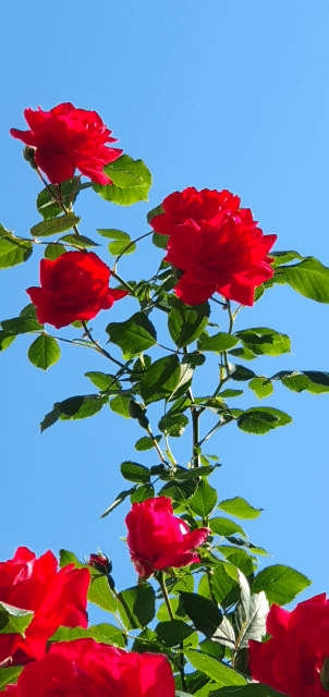 장미의 계절, 5월 - 파랑하늘 아래 하늘거리는 붉은 넝굴장미 '심파시'