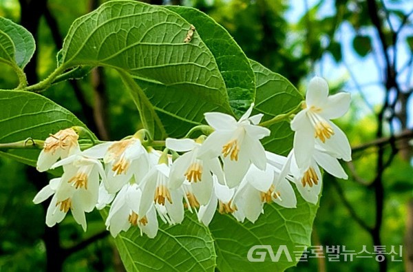 (사진:이종봉생태사진작가) 아름다운 "쪽동백나무" 꽃  모습