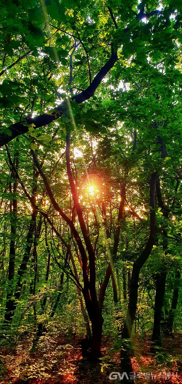 신록新綠 숲속에 쏟아 붓는 한낮오후 의 햇빛 - 보는 것 만으로도 힐링이 된다.