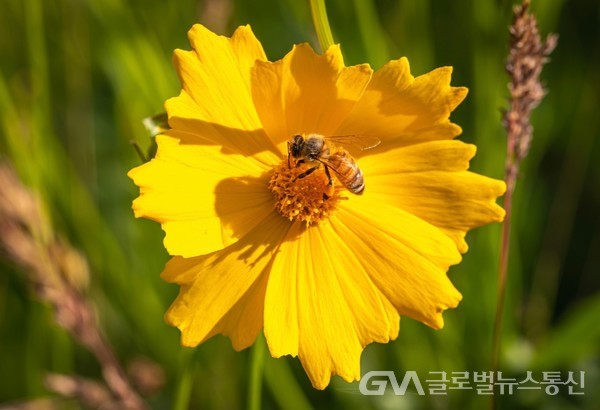 (사진제공:FKILsc백명원경영자문위원) 화사한 금계국 노랑꽃잎 텃밭 삼아 통통한 꿀벌 - 하루작업이 부지런하기만 하다.