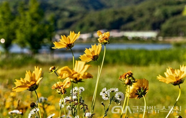 (사진제공:FKILsc백명원 경영자문위원) 남한강가 '금계국' 세상 - 하얀 '개망초'와 어우러져 강변의 정취를 돋군다