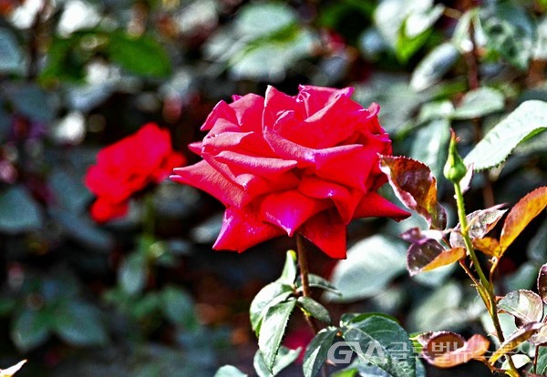 (사진:FKILsc 백명원 경영자문위원 제공) 백만송이 장미원 -붉은 Standard Rose