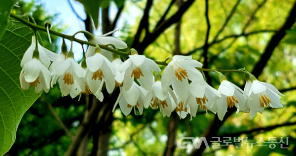 (사진:GNA 편집실) "쪽동백나무" 꽃의 아름다움