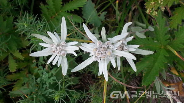 (사진 :글로벌GNA) 산악인의 꽃 에델바이스