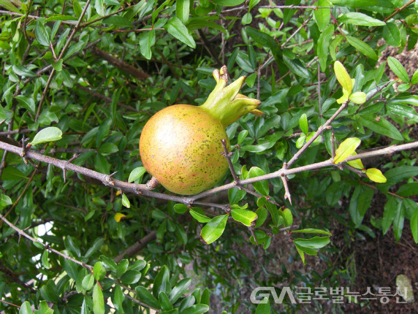 (사진:민속식물연구소) "석류" 열매