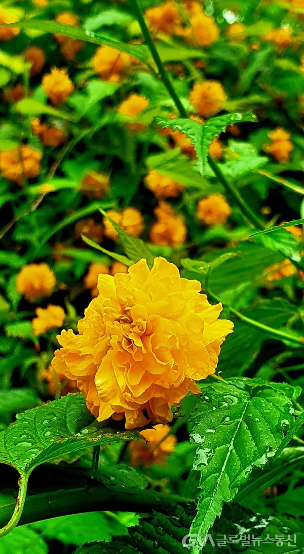 '겹황매화'라고 더 많이 알려진, '죽단화' 노랑꽃- 여름철 빗 속에 싱그럽다