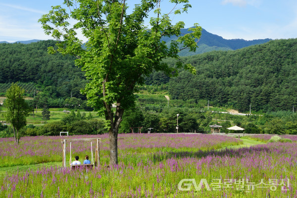(사진: 수목원) "봉자페스티벌"의 주인공인 야생화 언덕의 털부처 꽃 모습