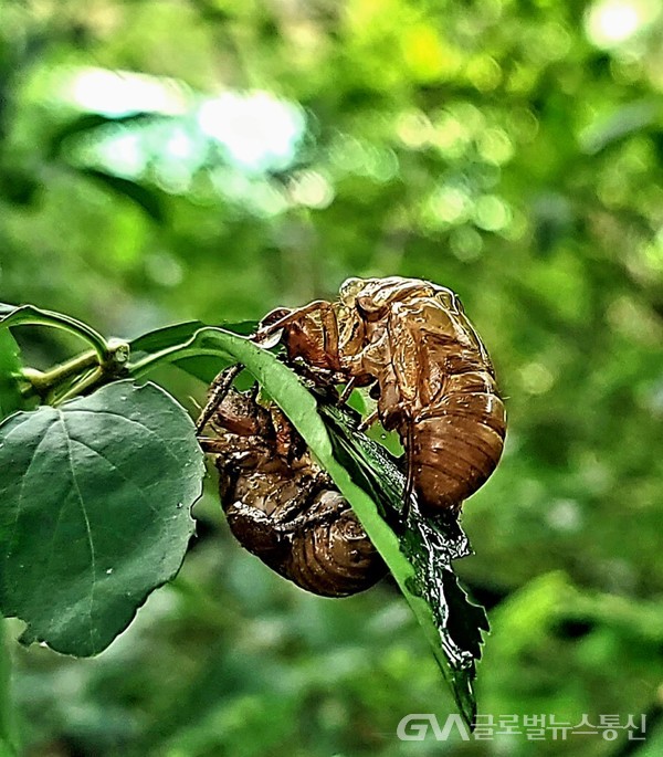 (사진제공:김강수.포토유투버) 마주보는 쌍 매미Cicadidae가 빠져나간 우화羽化emergence,의 껍질