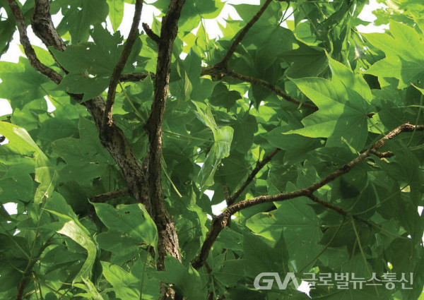 (사진 : 민속식물연구소) 음나무(해동피) 잎줄기 모습