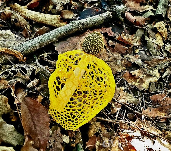 (사진제공: 김강수 Photo youtuber) 노랑망태버섯