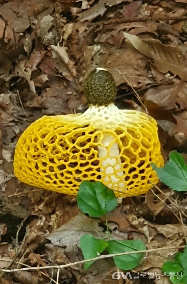 순식간에 펼쳐진 노랑망태버섯