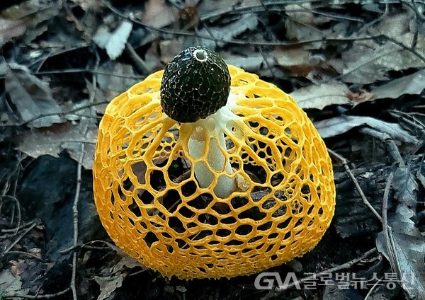 (사진제공: 김강수 Photo youtuber) 노랑망태버섯 - 갓의 정단부 아래 노란색 망사모양 균망은 2시간 이내에 빠르게 펼쳐진다