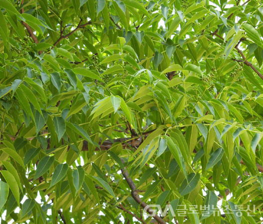 (사진 ; 민속식물연구소)약용식물 "황경피-황벽나무" 잎