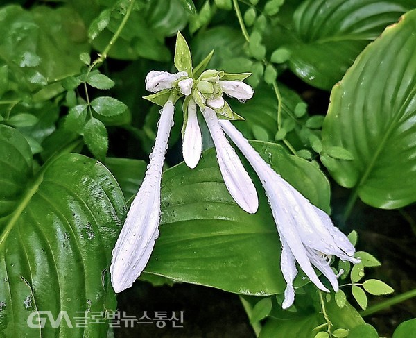  (사진제공: 김강수 포토유투버) 8월 빗속에 만나는 꽃 -'옥잠화'