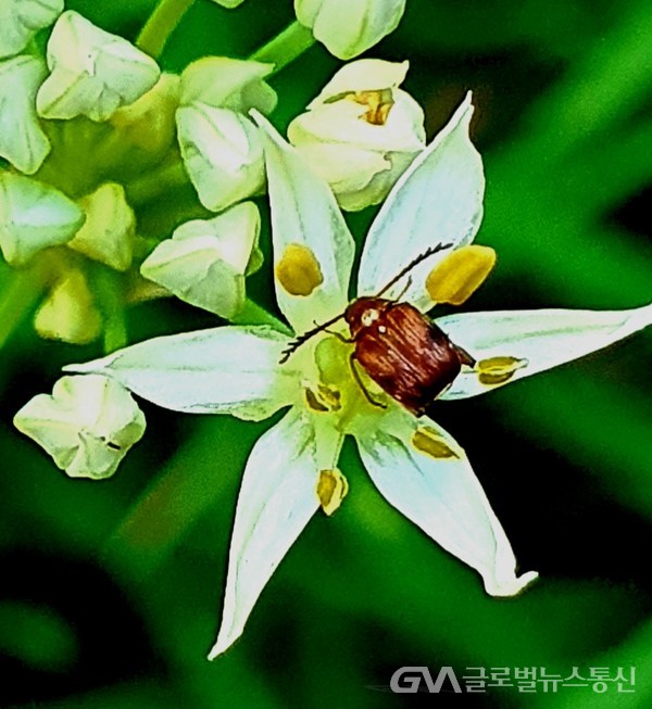 시리도록 하얀 부추꽃 - 암술 수술이 또렷한 작은 꽃잎 안에 찾아든 곤충