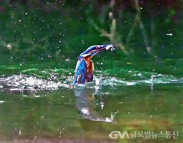 (사진제공:김강수Photo youtuber) 물총새의 먹이사냥 _ 순간에 들어 올린 물고기 