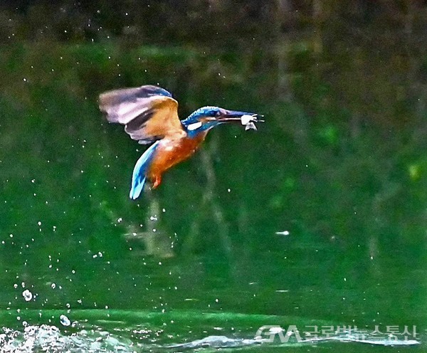 (사진제공:김강수Photo youtuber) 물총새의 먹이사냥 - 포획한 먹이를 물고 비상의 순간