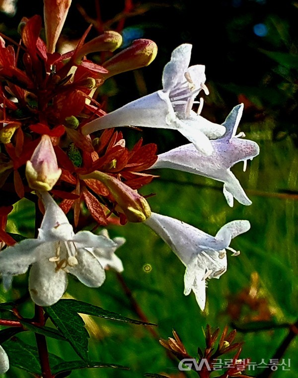 종 모양 하얀꽃이 예쁘기도 하려니와 새벽공기에 흠뻑 배인 꽃내음이 산책객을 불러들이는 '꽃댕강Abelia msannesi'