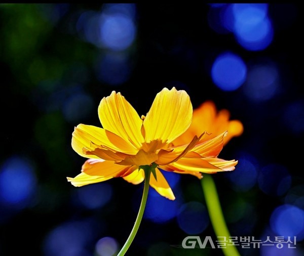 (사진제공: 김강수 photo youtuber, 전,STX조선해양 대표이사)올림픽공원 '들꽃마루'에 활짝 핀 노랑코스모스