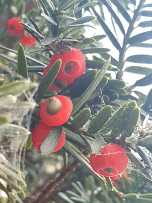 초록빛 잎새 사이에 붉은 주목나무 열매