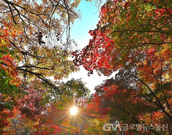 (사진제공: 김강수 Photo YouTuber) 남산의 가을색 - 단풍든 잎새 사이 태양빛은 정취를 더하고....,