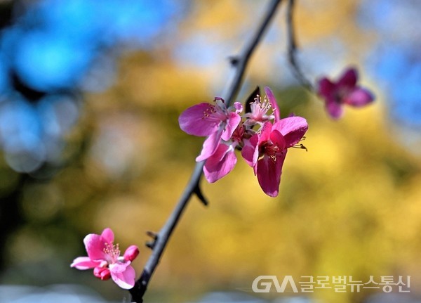 (사진제공: 김강수 YouTuber) 만추晩秋에 핀 꽃사과 나무꽃