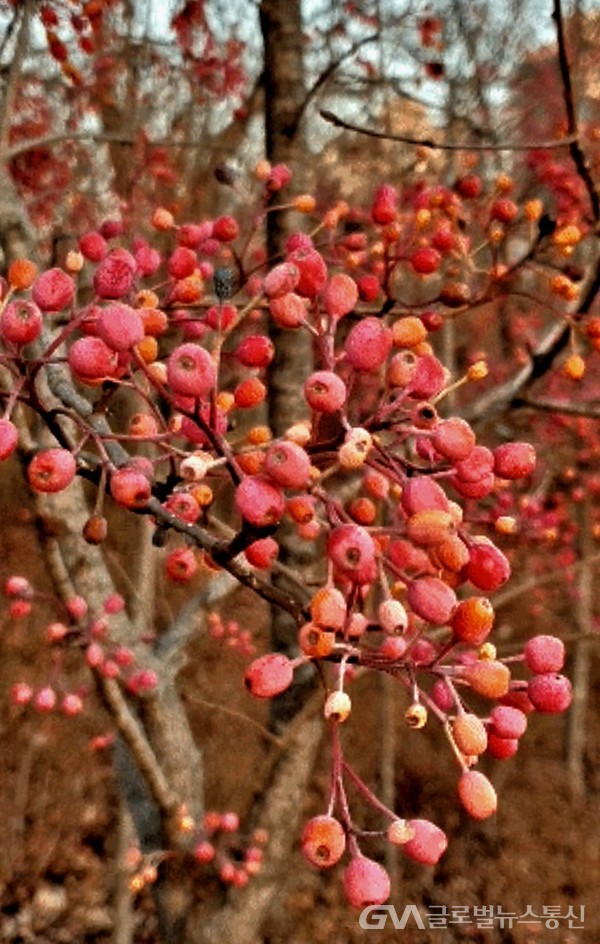 (사진제공: 최수준 前부산폴리텍대학 학장)팥배나무 붉은 열매