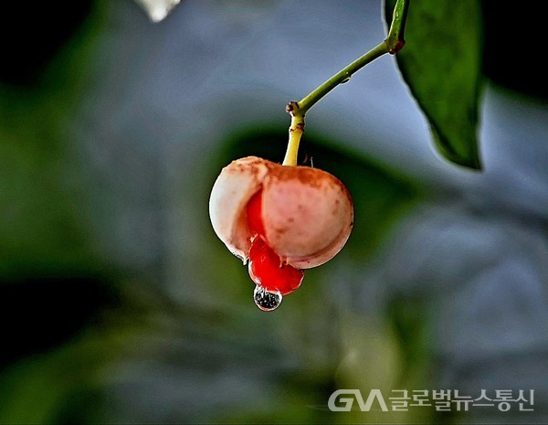 (사진제공:김강수 Photo YouTuber) 겨울철 찬 빗방울 맺힌 사철나무 붉은 열매
