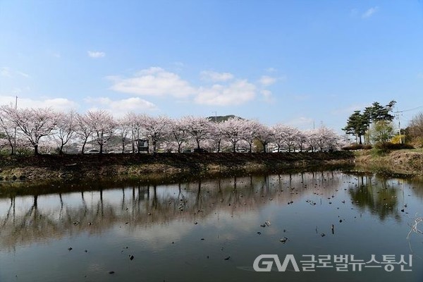 (사진제공:시흥시)시흥시, 물왕호수 벚꽃사진 추첨 이벤트