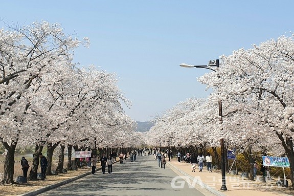 (사진:경주시) 관광갯들이 보문단지 만개한 벚꽃을 즐기고 있다