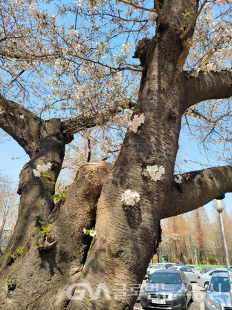 (사진 :박상인수필가) 동네에 피어있는      오랜 벚꽃나무