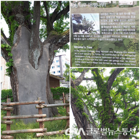 (사진 : 글로벌GNA)  마을입구에 있는 600년된 일명 정승나무 (은행나무)