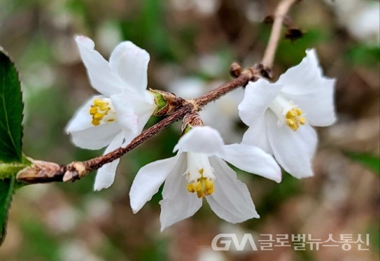 (사진: 이종봉생태사진작가) 아름다운 "매화말발도리" 꽃 모습
