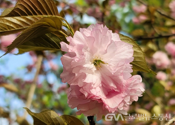 (사진: 이종봉사진작가) 겹벚나무의 "콴찬" 꽃