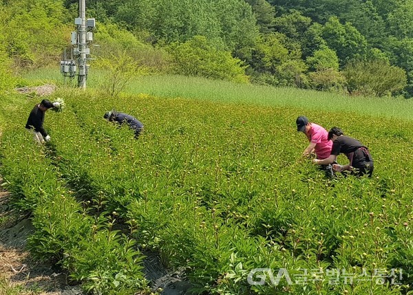 (사진제공:홍천)강원대 미래농업융합학부 농촌봉사활동 (1)
