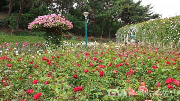 (사진: 글로벌뉴스통신 김금만 기자) 울산대공원 장미원