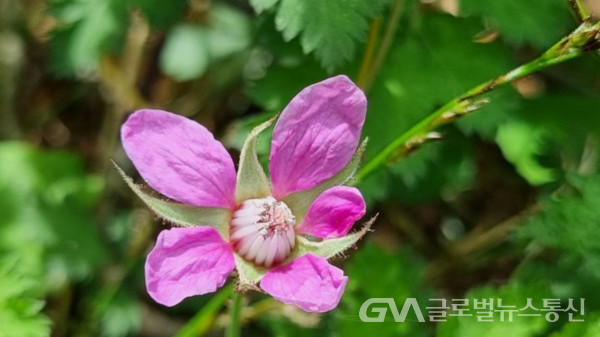 (사진 : 구반회생태해섷가) 아름다운 줄딸기꽃 모습