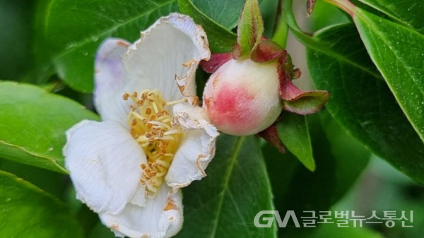 (사진 : 구반회생태해설가) 남부 수종인 보기 힘든 노각나무 꽃과 열매