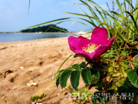 (사진 :이현용변호사) 아름다운 바닷가의 빨강 '해당화'꽃 모습