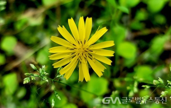 (사진 : 이종봉 생태사진작가) 아름다운 "좀씀바귀" 꽃 모습