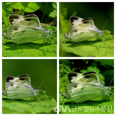 (사진 : 이종봉생태사진작가) "대만흰나비"의 다양한 짝지기 모습들---